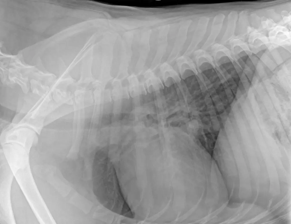 veterinary x-ray interpretation