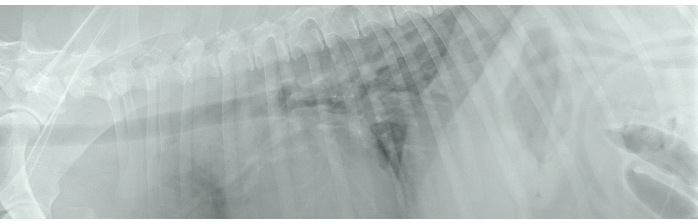 X ray veterinary reports